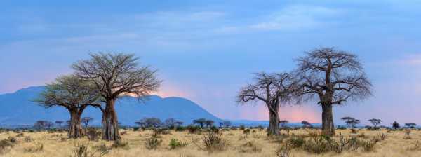 Kenia-Safari und Traumstrand von Chale